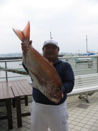真鯛