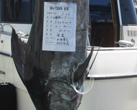 マカジキ