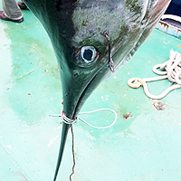 マカジキ