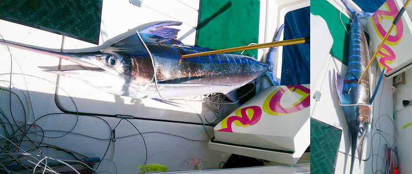 マカジキ