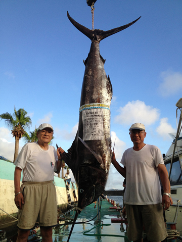 116キロの白カジキ。3m08cm。